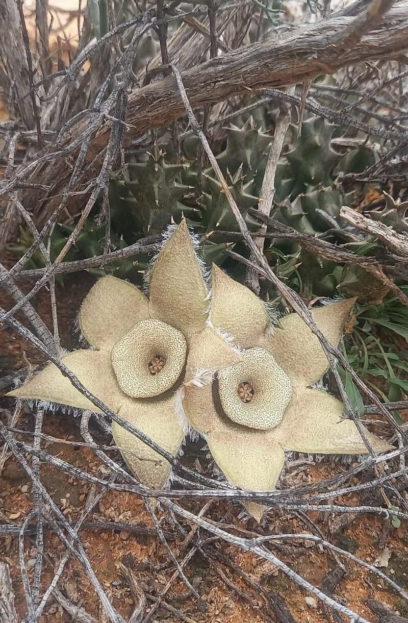Orbea ciliata — related species from the same genus