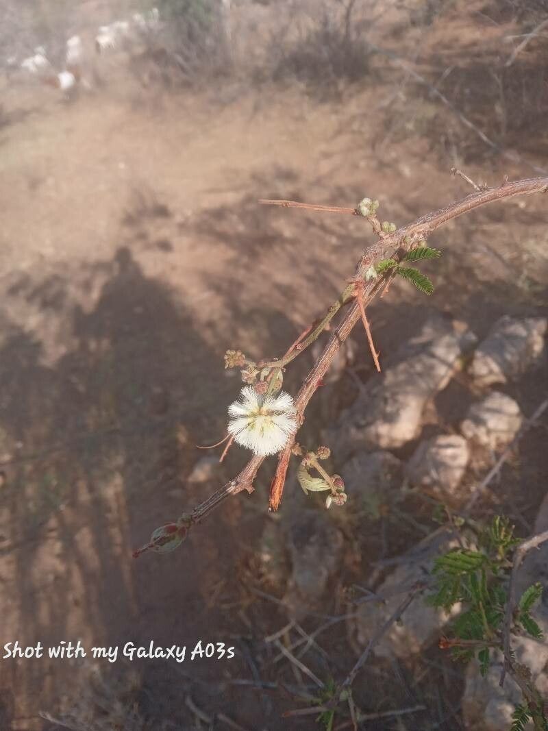 Senegalia brevispica flower