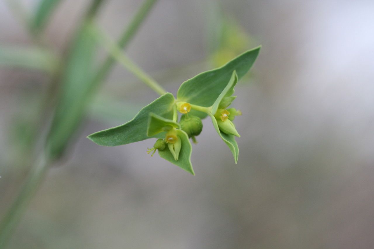 Euphorbia taurinensis flower
