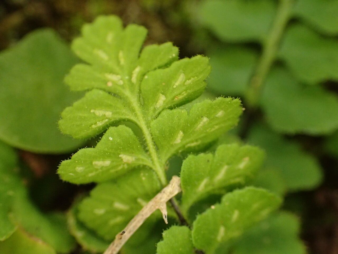 Asplenium petrarchae fruit