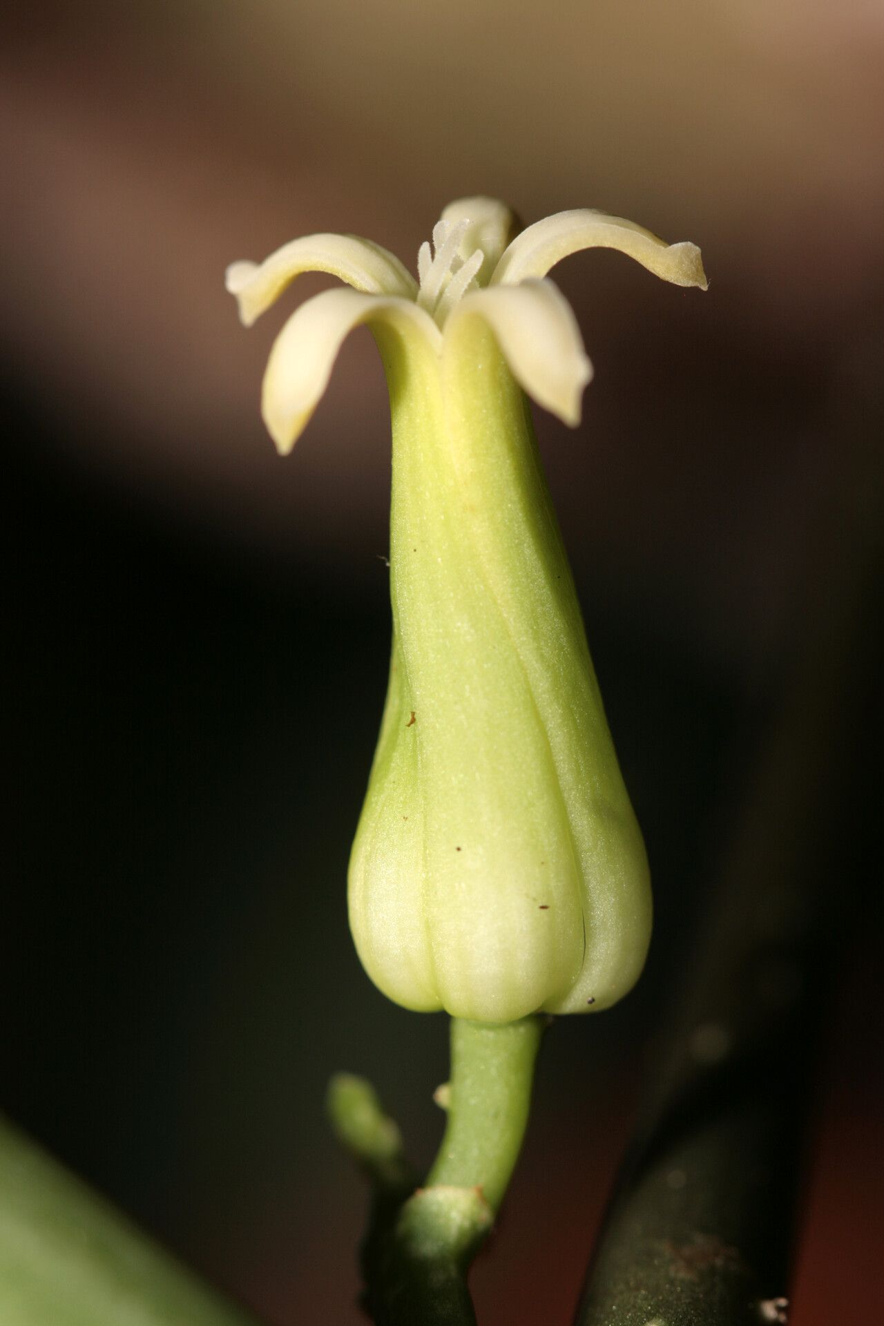 Carica microcarpa flower