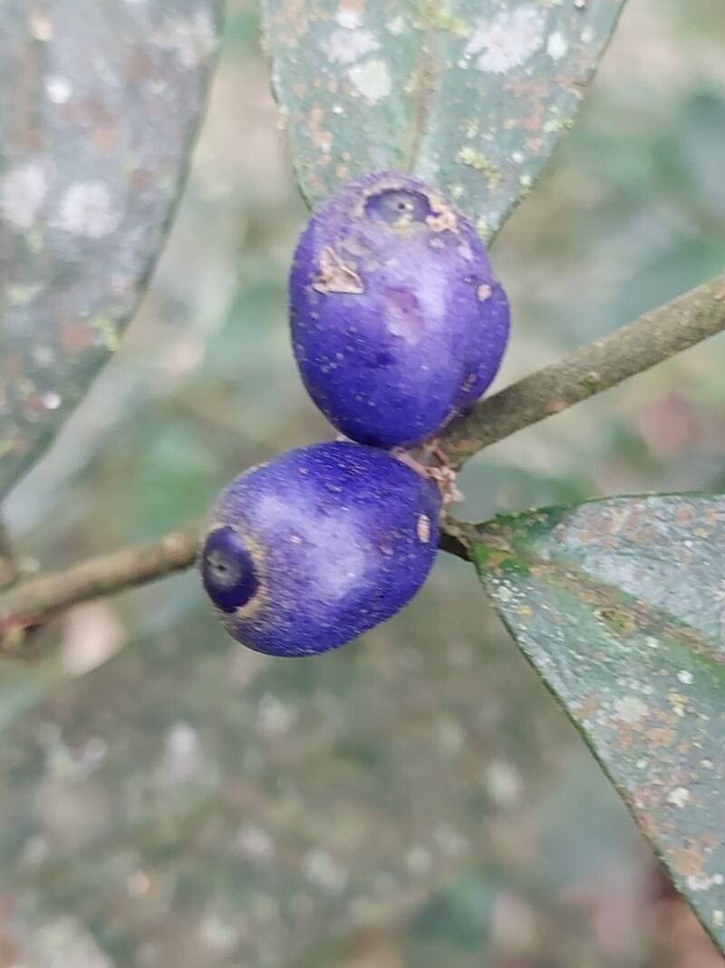 Saldinia proboscidea fruit