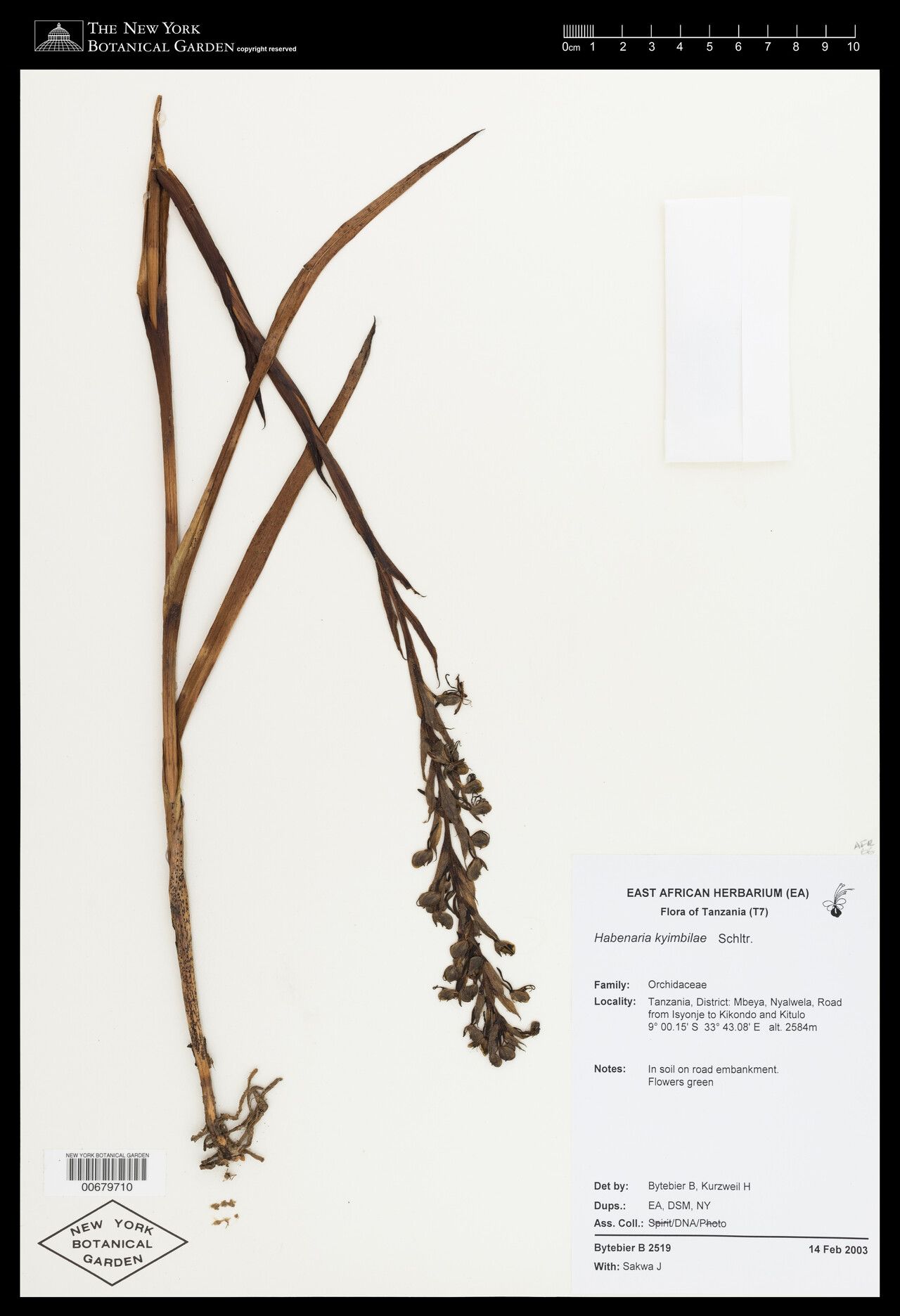 Habenaria kyimbilae — houseplant care guide