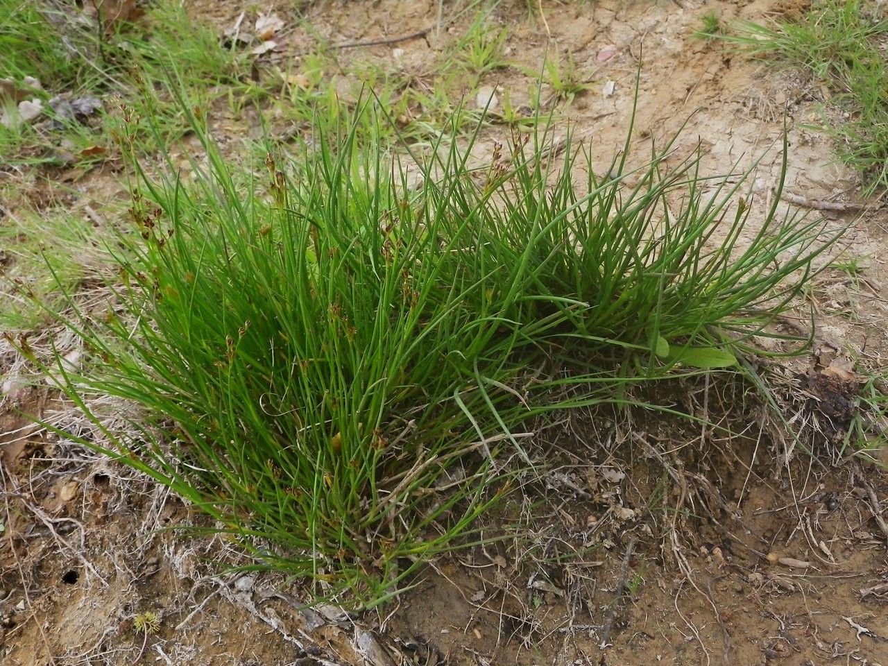 Juncus anceps habit