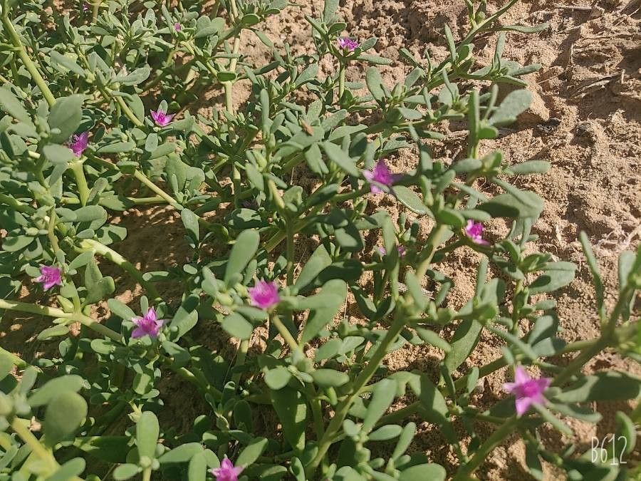 Sesuvium verrucosum leaf