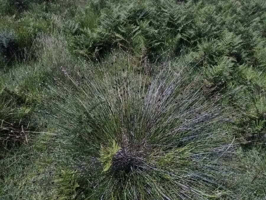 Schoenus nigricans leaf