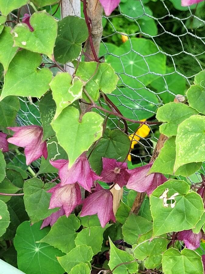 Rhodochiton atrosanguineum flower