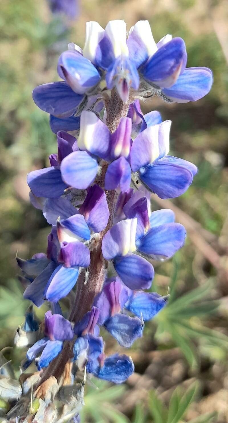 Lupinus honoratus flower