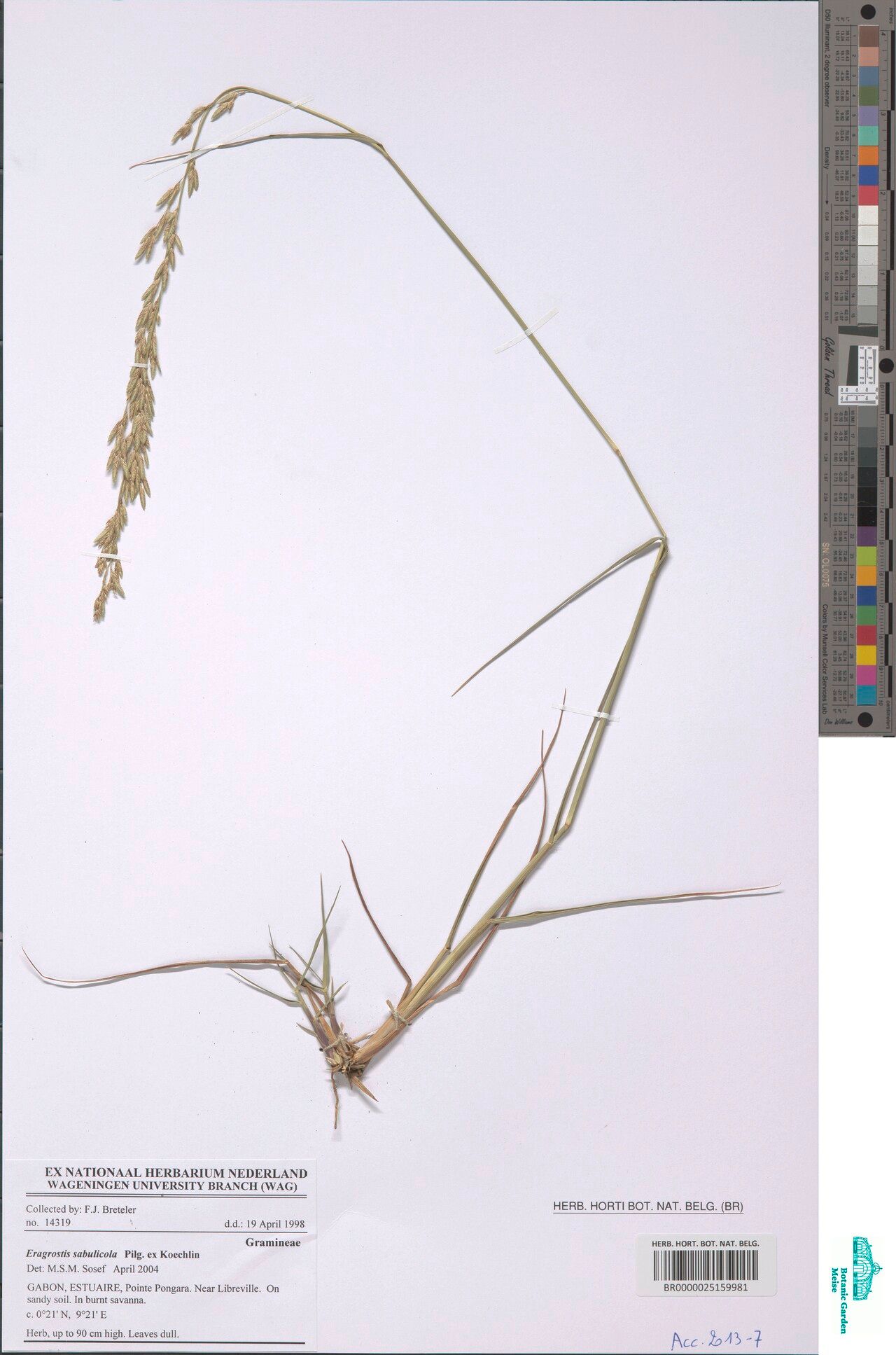 Eragrostis sabulicola — search result for 'Eragrostis'