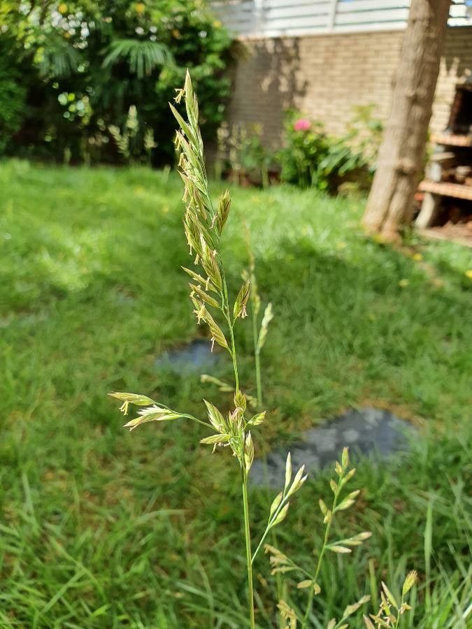 Schedonorus pratensis flower