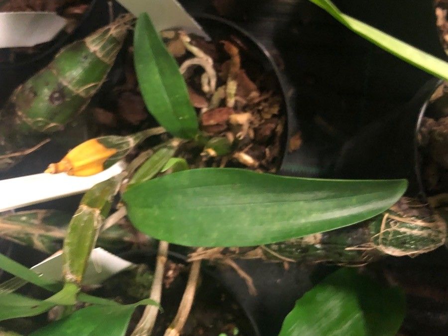 Dendrobium farmeri — search result for 'Laos'