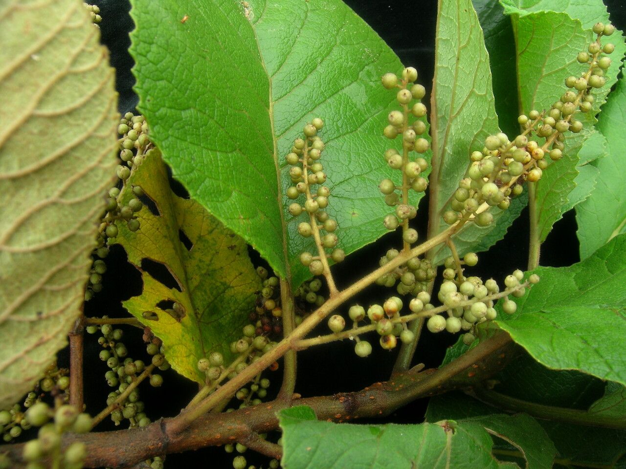 Maesa macrophylla — houseplant care guide