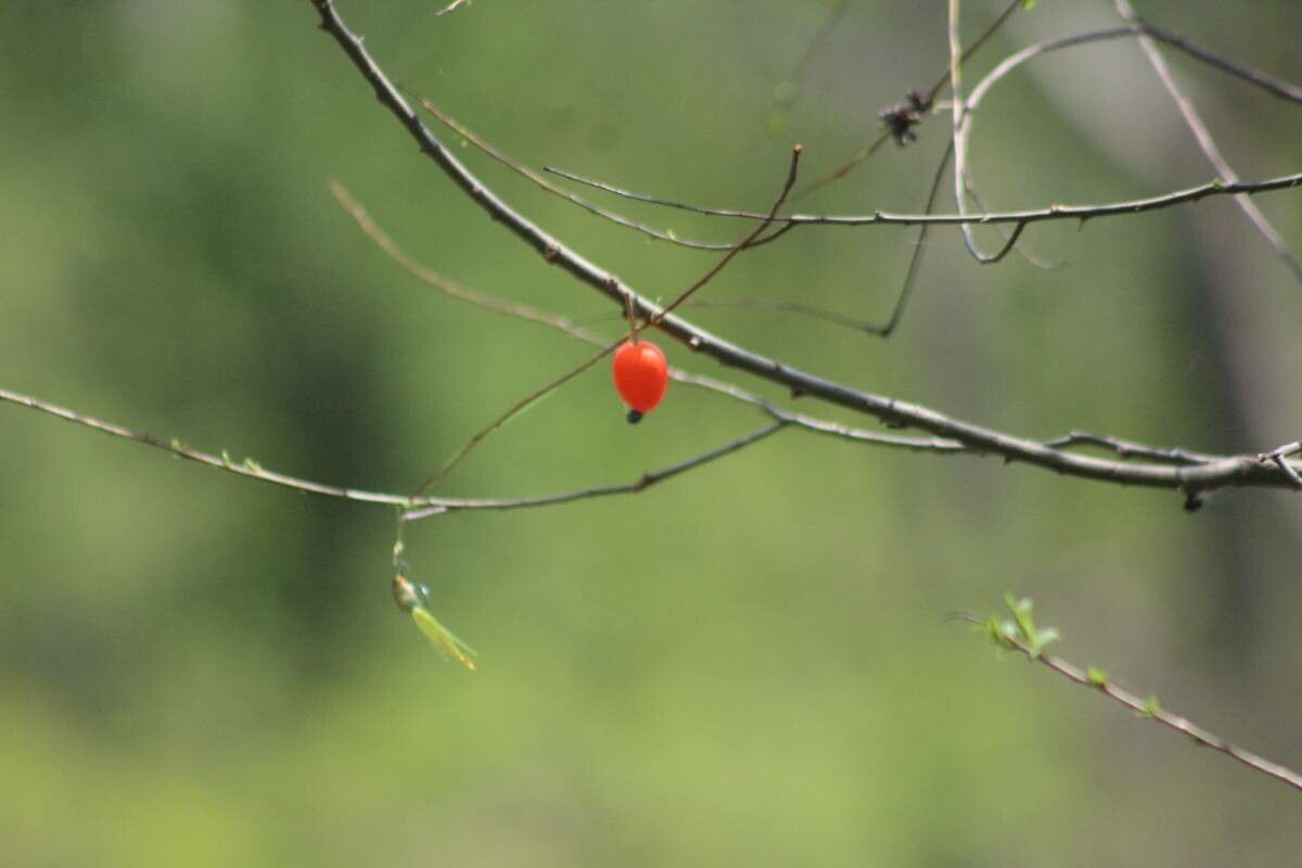 Vaccinium parvifolium flower
