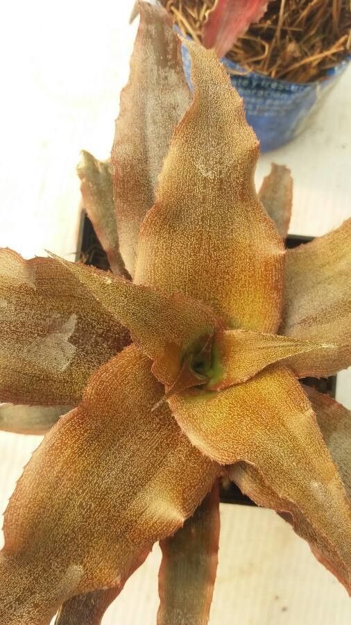 Cryptanthus acaulis habit