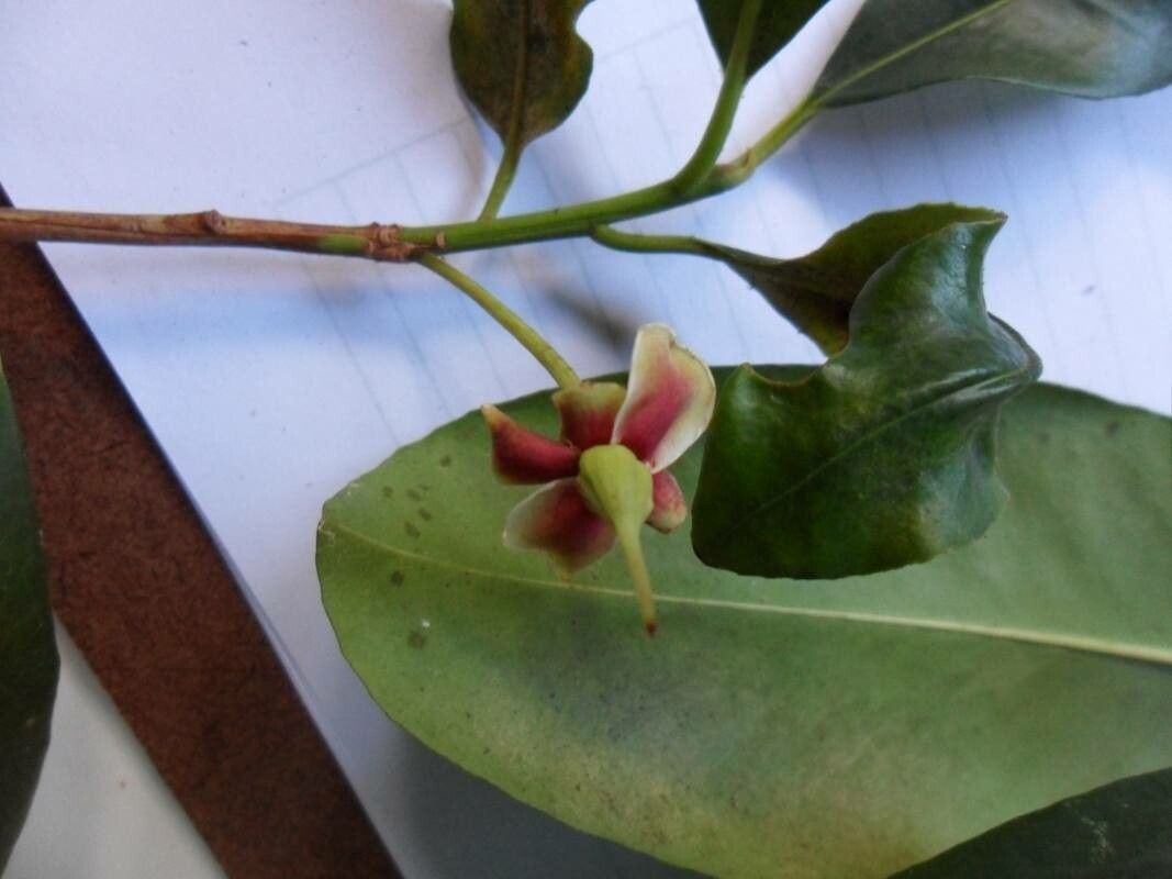 Ternstroemia carnosa fruit