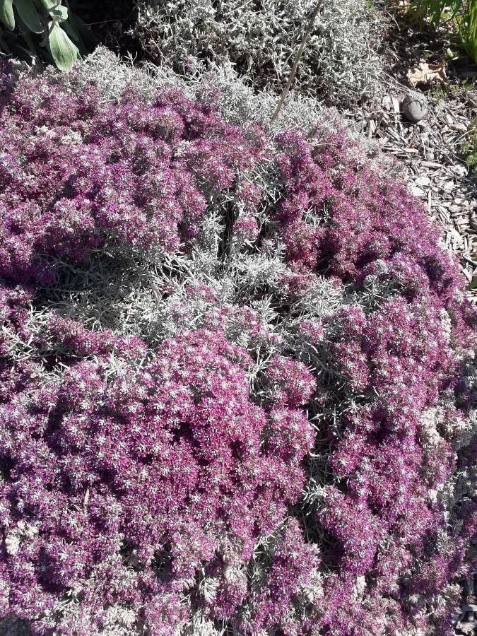 Teucrium cossonii habit