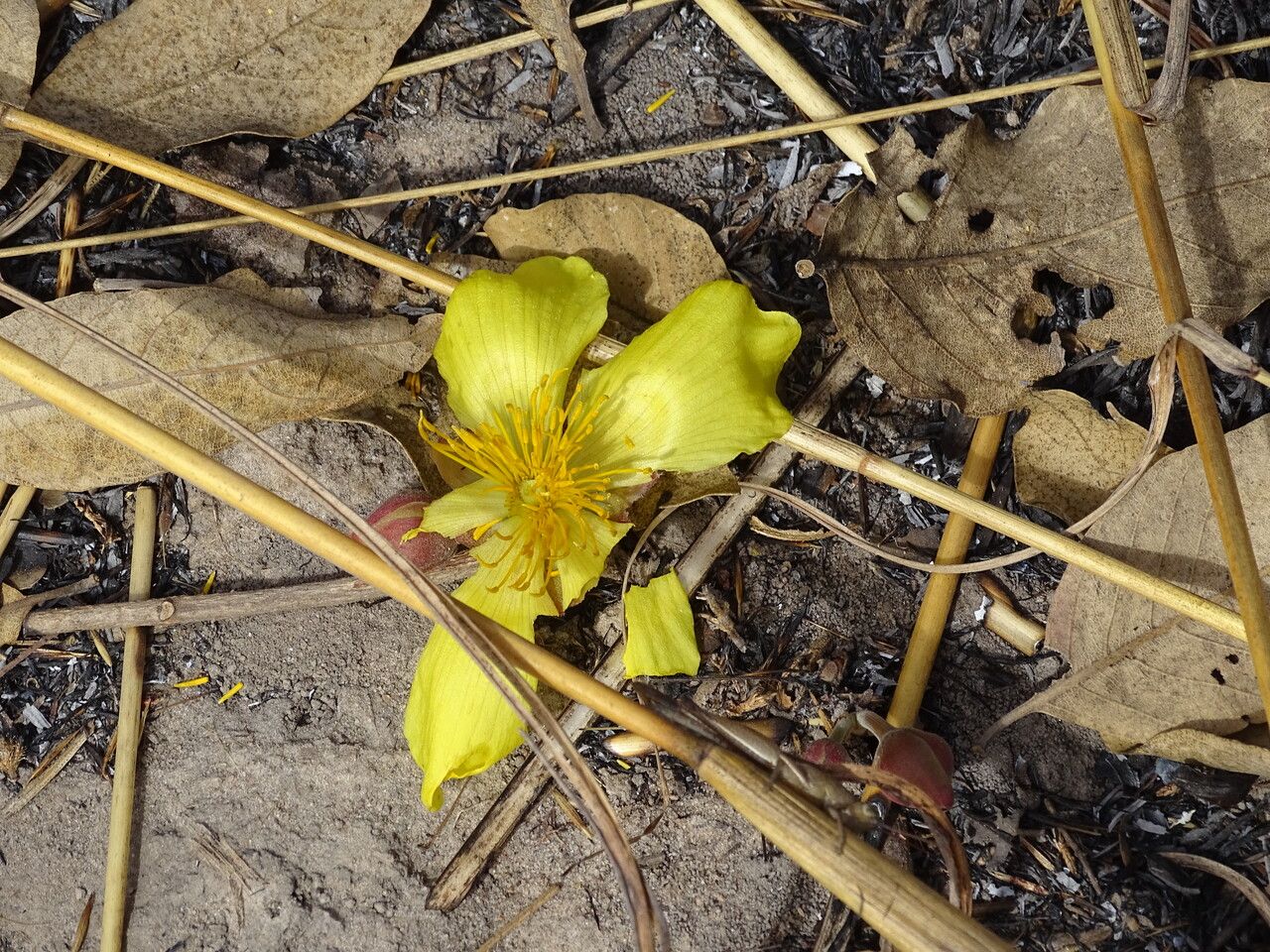 Cochlospermum tinctorium flower