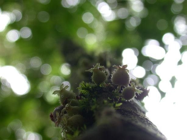 Clidemia epiphytica flower