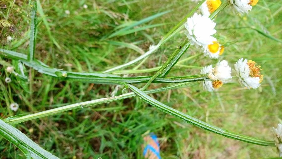 Ammobium alatum habit