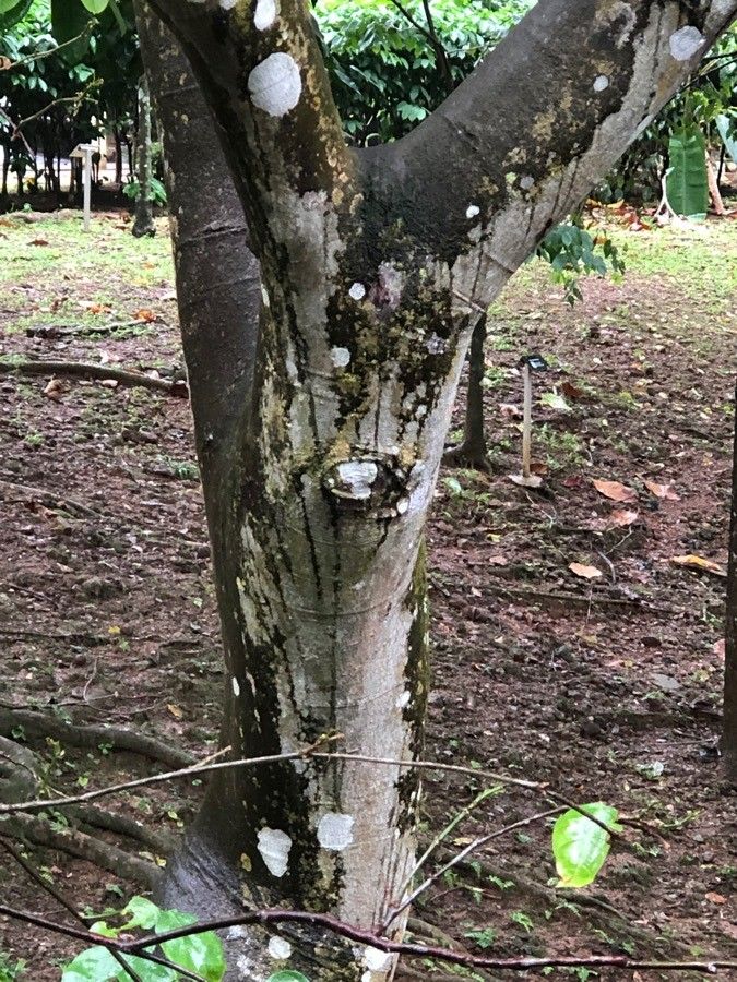 Dalbergia oliveri bark