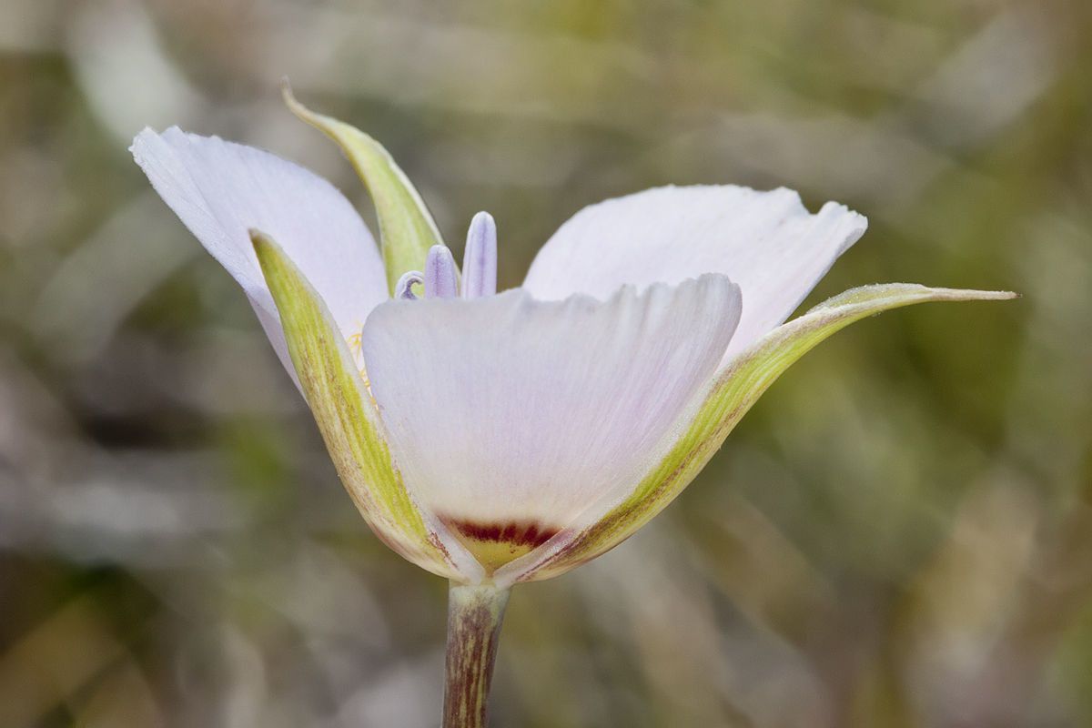 Calochortus palmeri flower