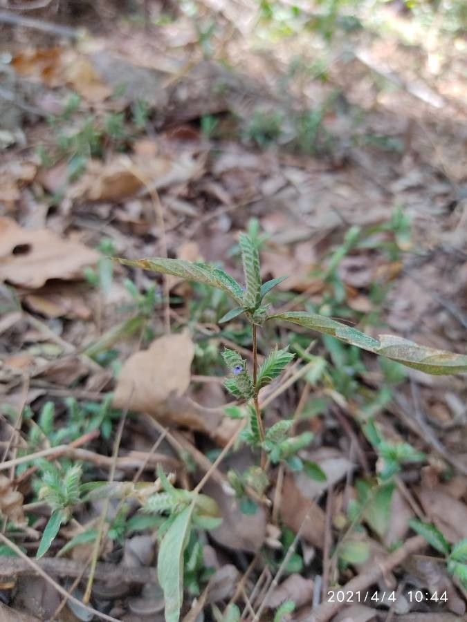 Rungia pectinata habit