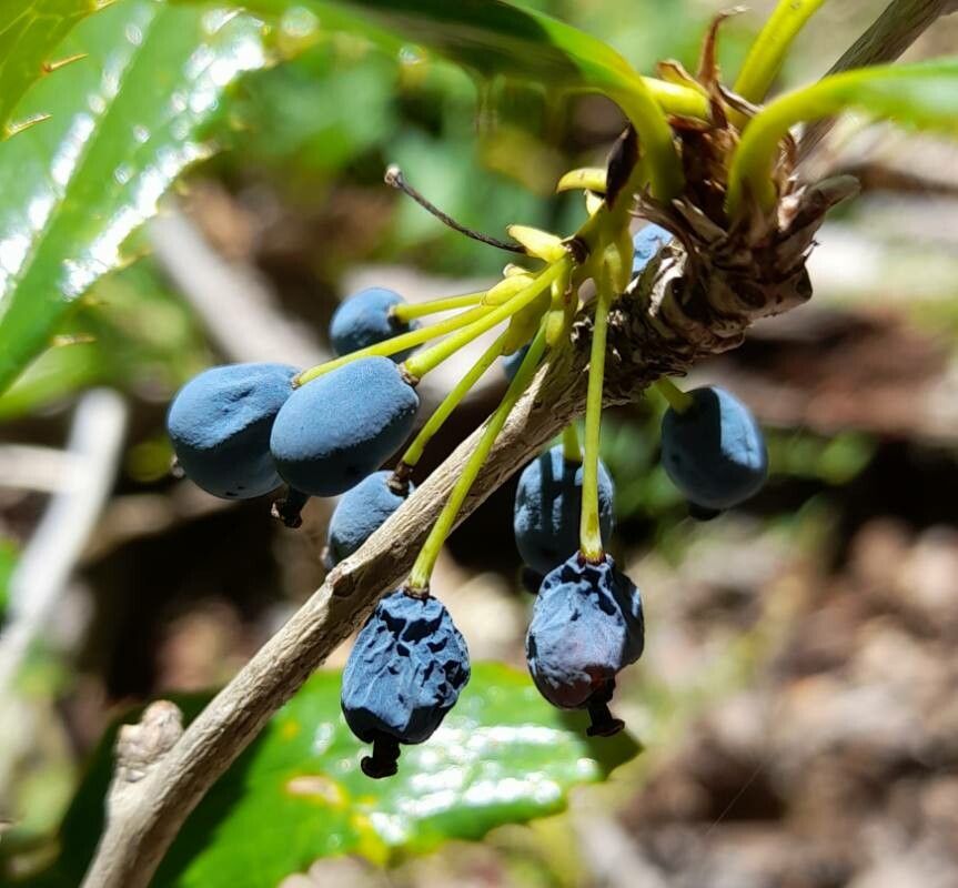 Berberis serratodentata fruit