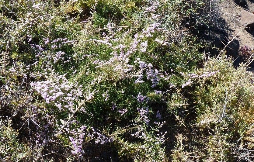 Limonium papillatum habit
