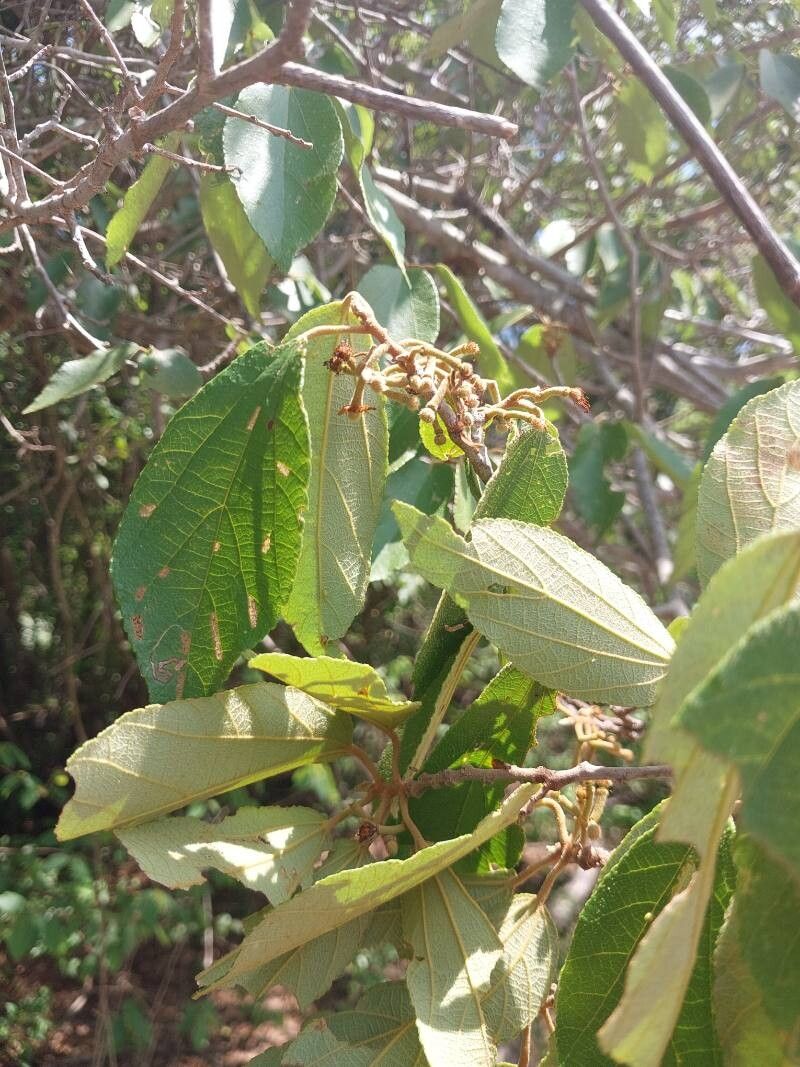 Grewia pervillei other