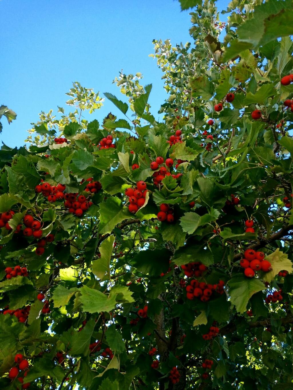 Sorbus latifolia fruit