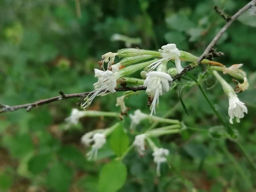 Silene nemoralis flower