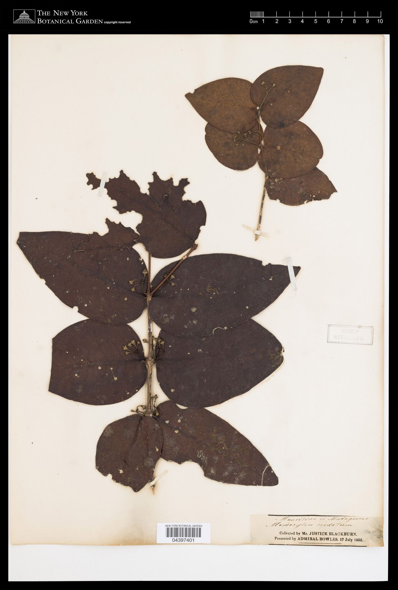 Memecylon cordatum — search result for 'Memecylon'