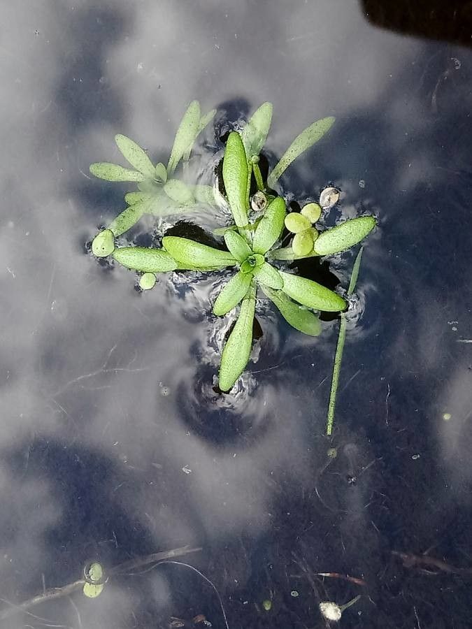Callitriche brutia leaf