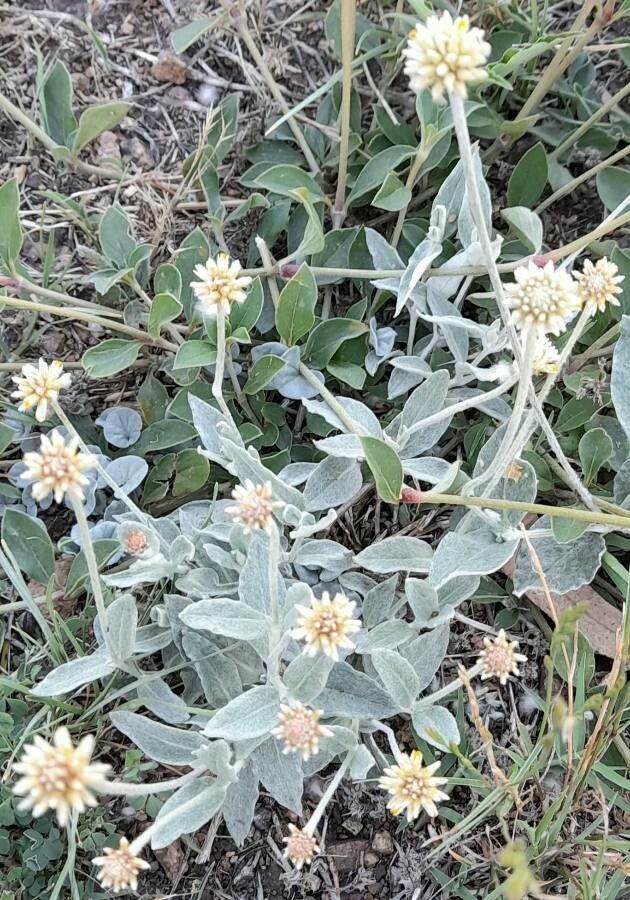 Pfaffia gnaphalioides habit