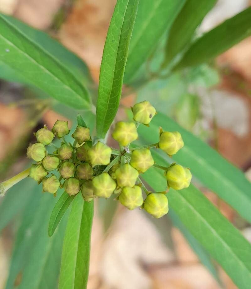 Asclepias nivea flower