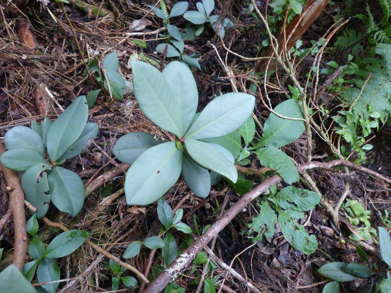 Badula decumbens habit