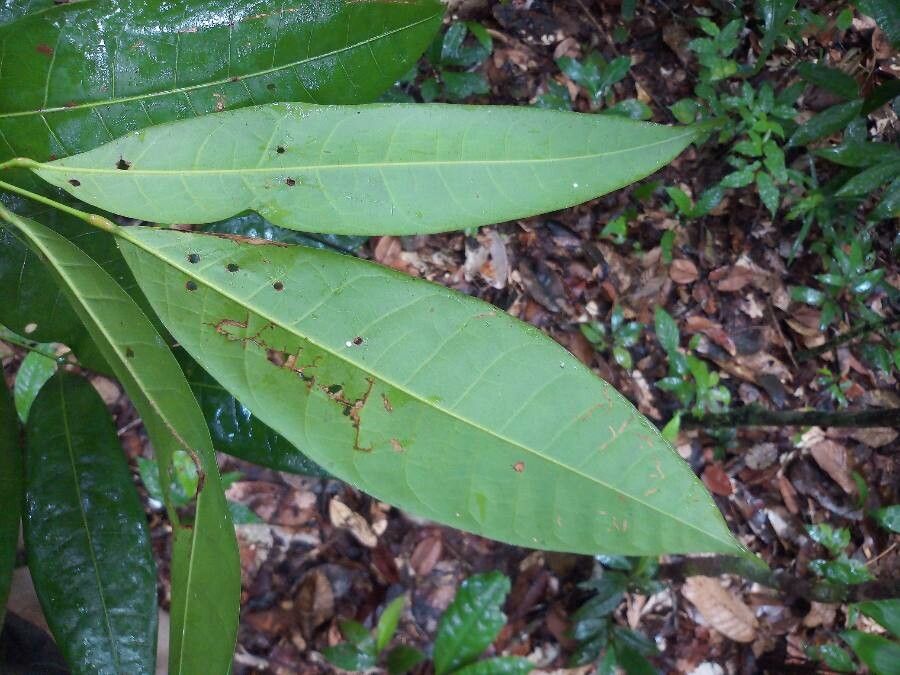 Protium apiculatum — related species from the same genus