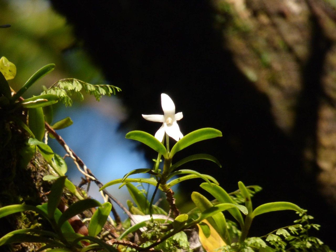 Angraecum ramosum habit