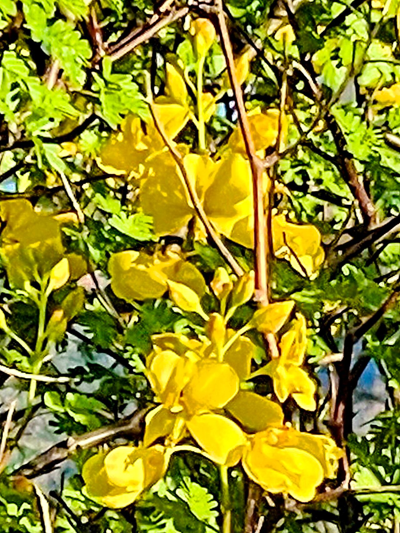 Erythrostemon pannosus — houseplant care guide