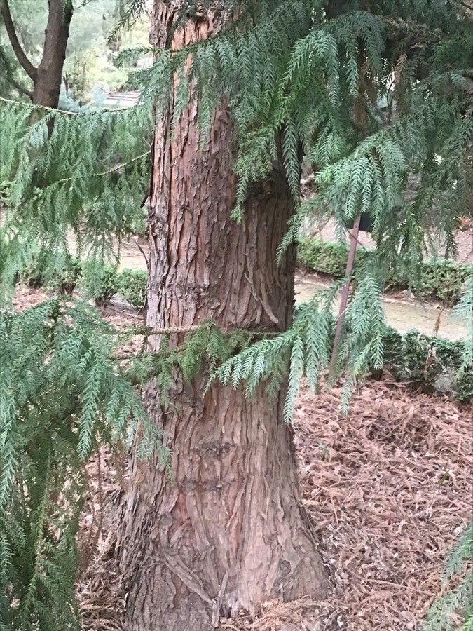 Taiwania cryptomerioides bark