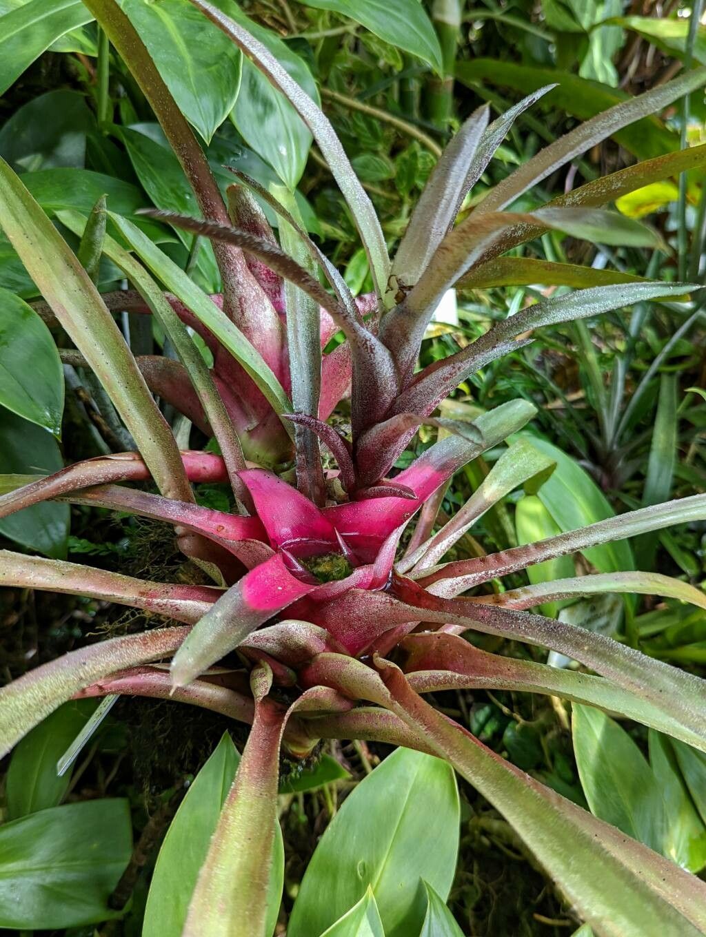 Neoregelia pineliana flower