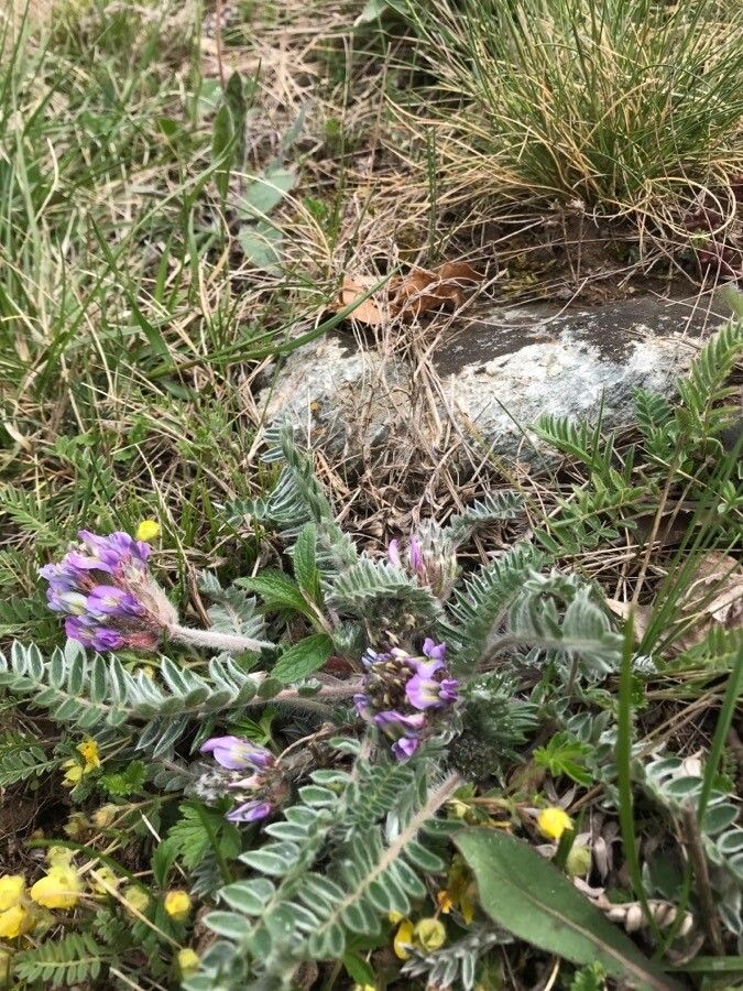 Oxytropis amethystea leaf