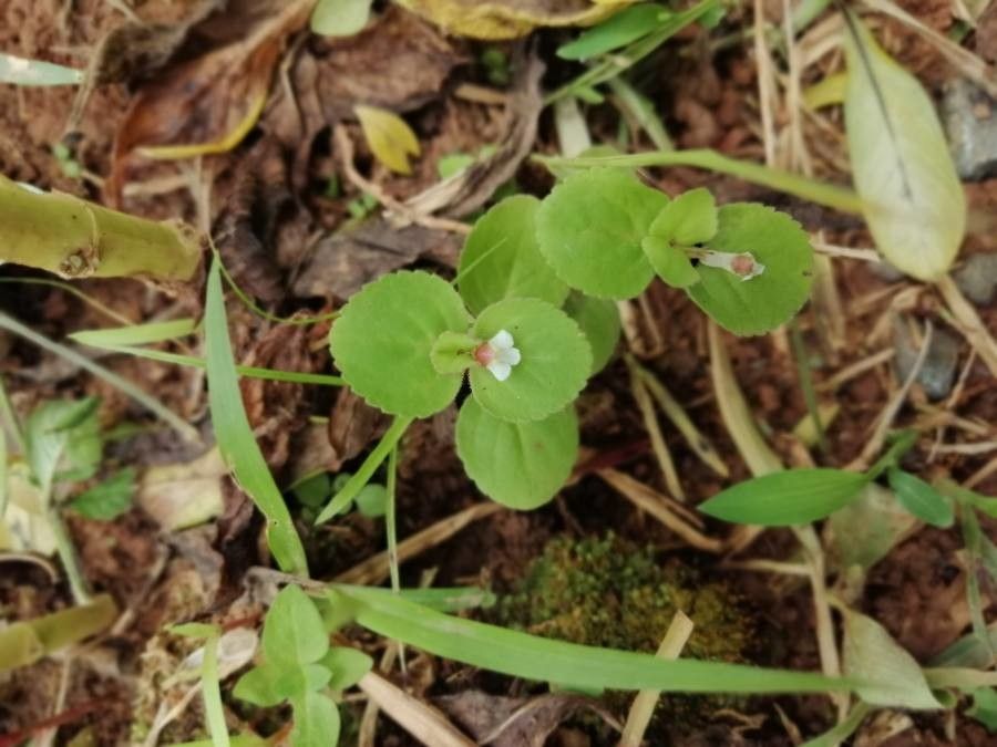 Lindernia diffusa — houseplant care guide