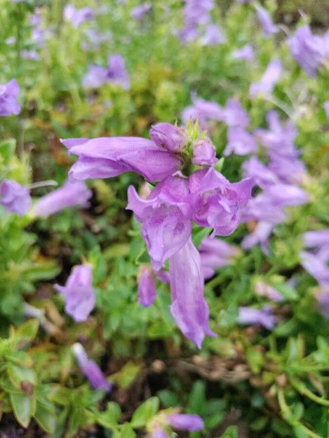 Penstemon cardwellii — search result for 'Penstemon'