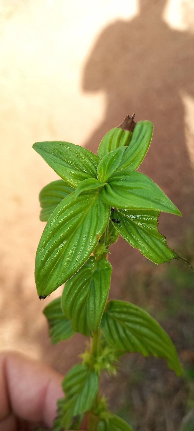 Hexasepalum sarmentosum — related species from the same genus