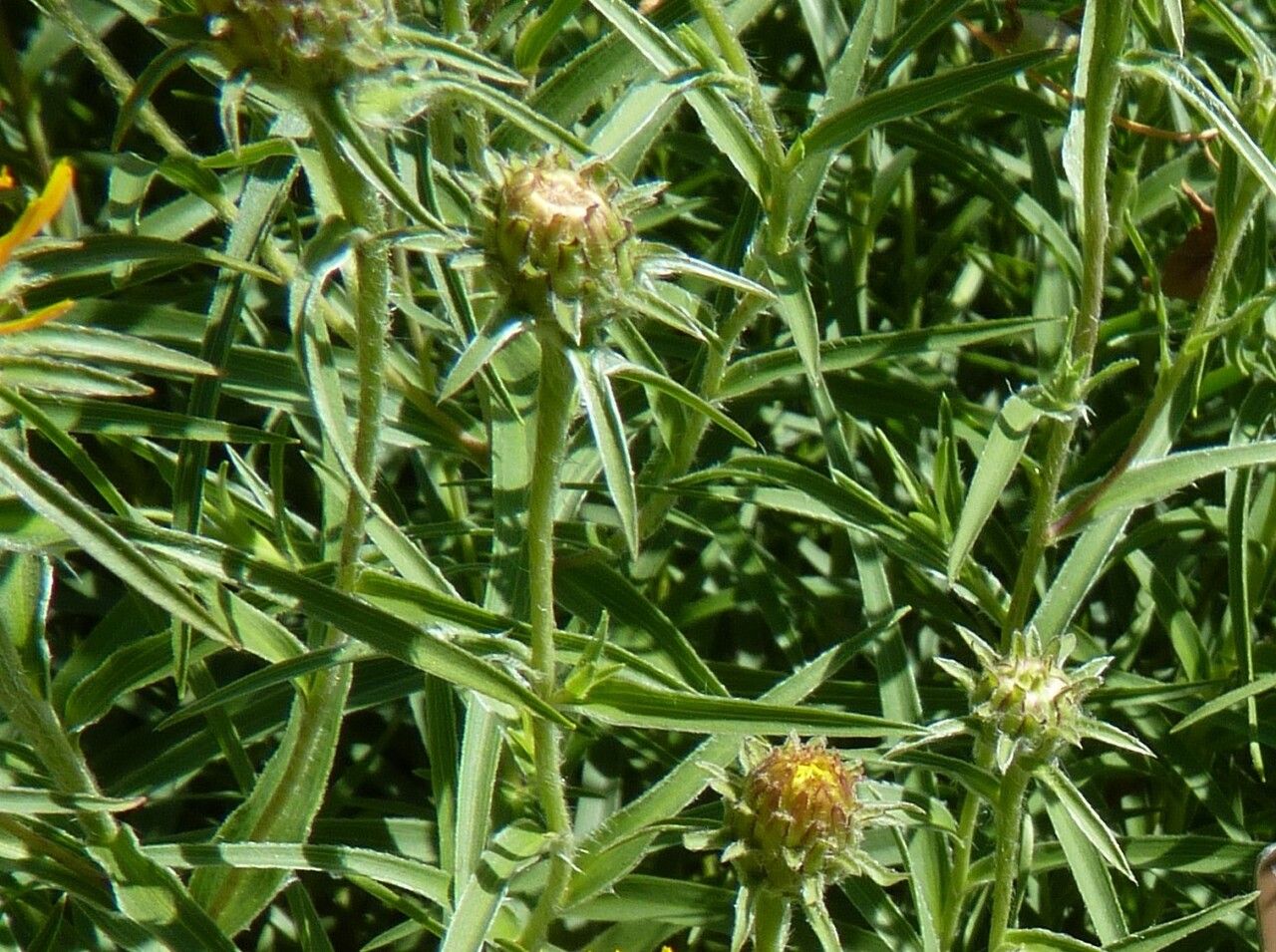 Inula ensifolia leaf