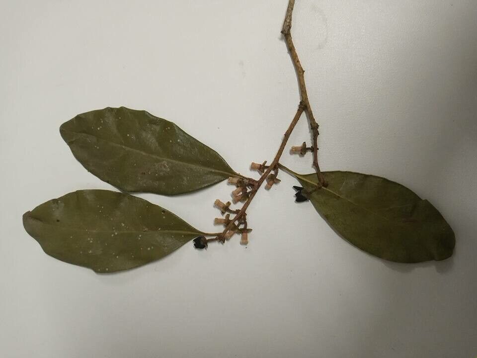 Symplocos uniflora leaf