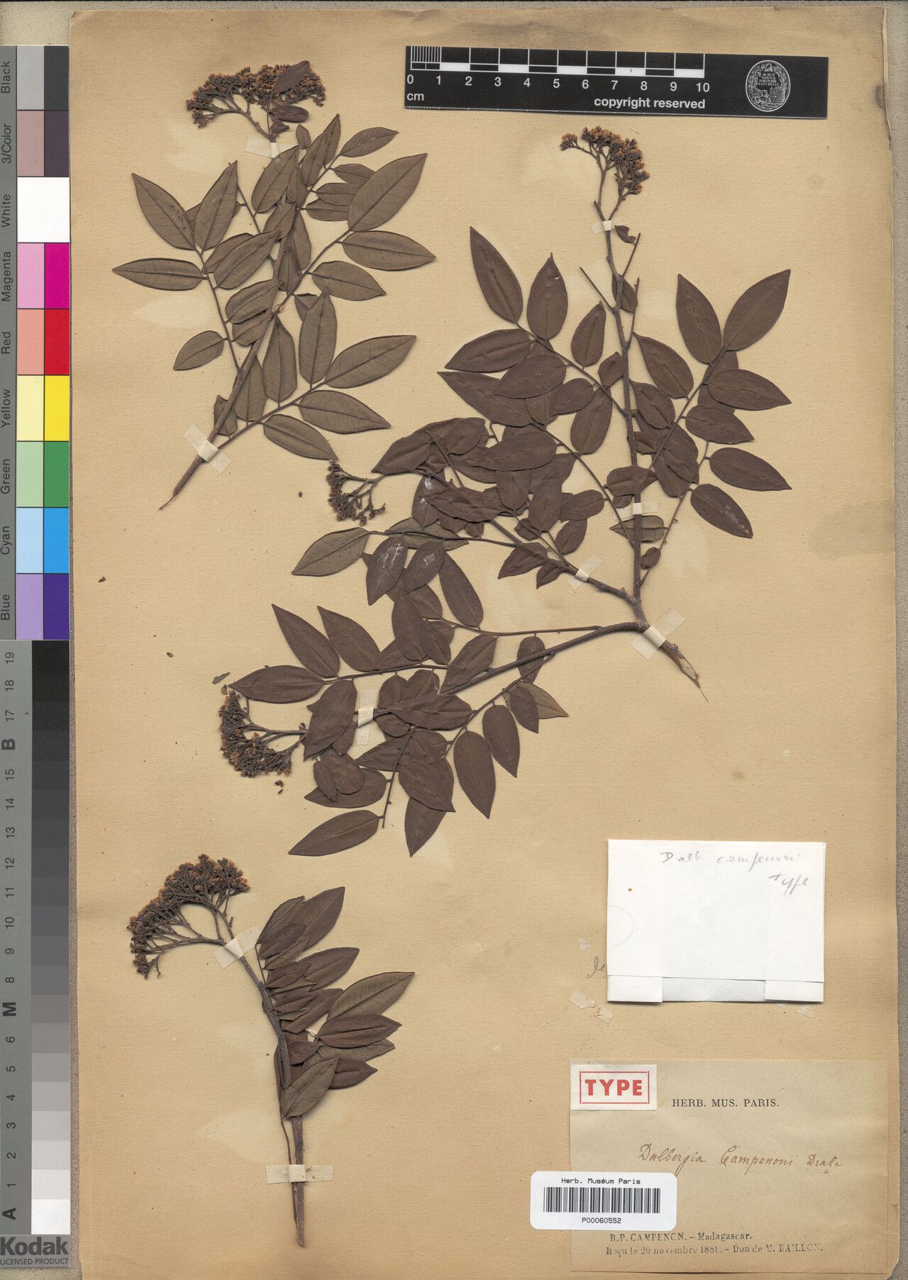 Dalbergia campenonii — houseplant care guide