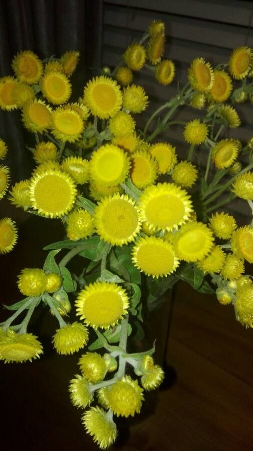 Helichrysum cooperi flower