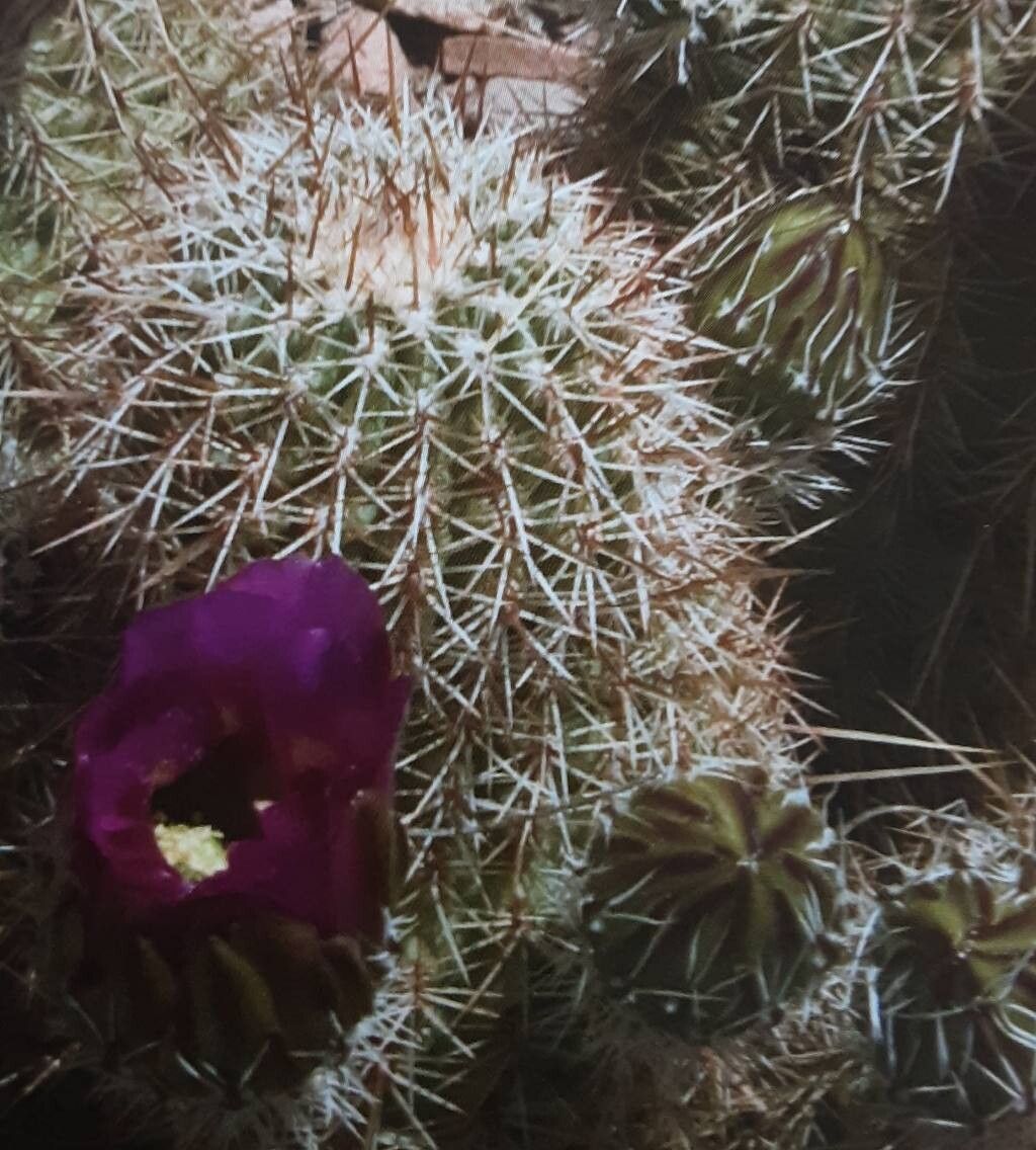 Echinocereus bonkerae — search result for 'Echinocereus'